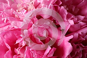 Closeup view of pink peony flowers