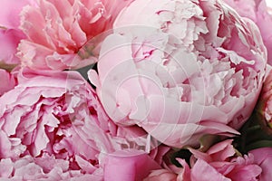 Closeup view of pink peony flowers
