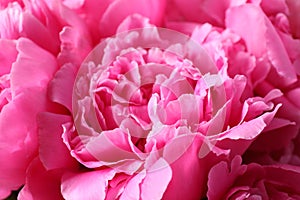 Closeup view of pink peony flowers