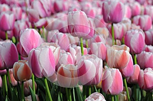 Closeup view of pink tulips