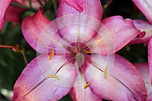 Closeup view of a pink and white lily flower