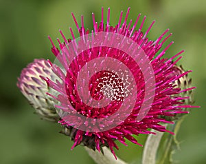 Closeup View Plume Thistle Flower