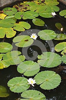 Closeup view of a pond with White Water Lily.