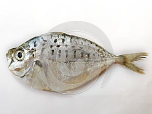 Closeup view of Pony Fish (Leiognathidae) isolated on white Background.Selective Focus photo
