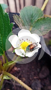 Closeup view of Popillia japonica on the strawberry flower