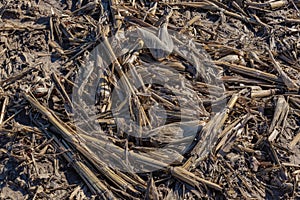 Closeup view of post harvest corn field showing cobs and broken stalks and husks