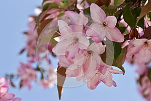 Closeup view of pretty pink and white crabapple flower blossoms with blue sky background