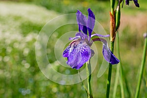 Closeup view of purple bearded iris bloom