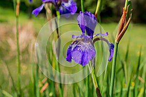 Closeup view of purple bearded iris bloom