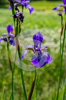 Closeup view of purple bearded iris bloom