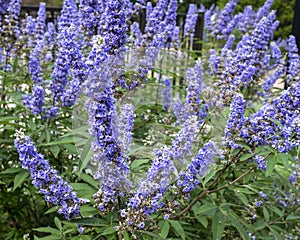 Closeup view of purple blooms of Vitex agnus-castus on the campus of the University of Arlington, Texas.