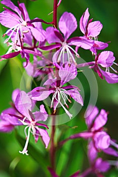 Closeup view of purple fireweed flowers on a green background