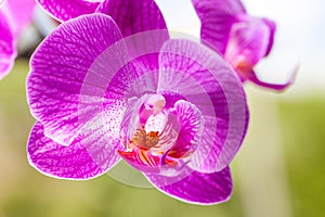 Closeup view of purple orchid flower