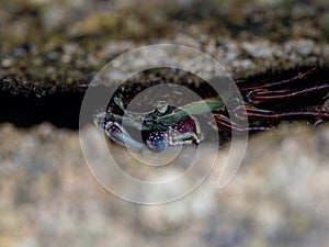 Closeup view of purple rock crab Leptograpsus variegatus animal hiding between two rocks at Whiritoa Beach New Zealand