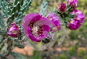 Closeup view of a purple Tree Cholla flower in New Mexico USA