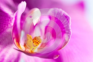 Closeup view of Purple Violet orchid