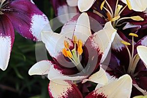 Closeup view of purple and white lily plants