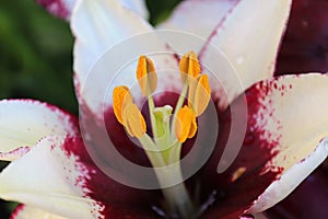 Closeup view of purple and white lily plants