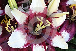 Closeup view of purple and white lily plants