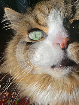 Closeup view of a Ragamuffin Cat