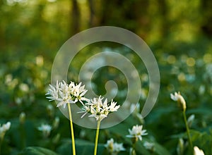 Closeup view of Ramson flower with defocused meadow on background. Morning sunshine on a spring
