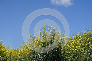 Closeup view of rapeseed field during summertime 7