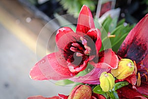 Closeup view of a red and black lily flower