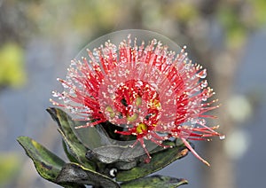 Closeup view of a red bloom of the ohia lehua tree in a light misting rain in a lava field in Hawaii.