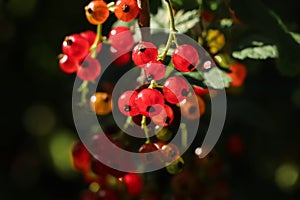 Closeup view of red currant bush with ripening berries under sunlight on dark background