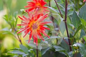 A closeup view of a red Dahlia pinnata garden flower