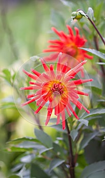 A closeup view of a red Dahlia pinnata garden flower