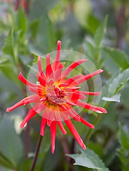 A closeup view of a red Dahlia pinnata garden flower