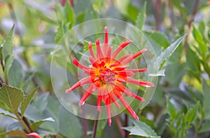 A closeup view of a red Dahlia pinnata garden flower