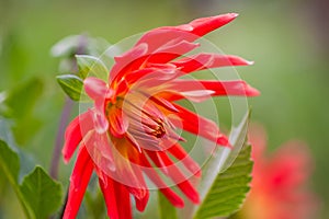 A closeup view of a red Dahlia pinnata garden flower