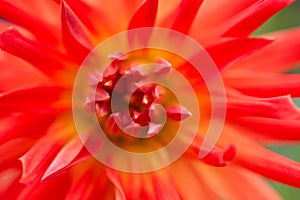 A closeup view of a red Dahlia pinnata garden flower