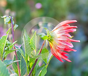 A closeup view of a red Dahlia pinnata garden flower