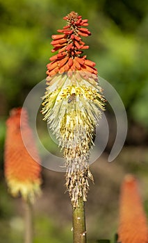 Glorious Redhot Poker with a Bee photo