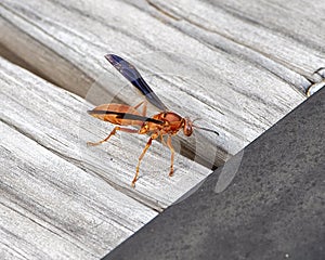 Closeup view red paper wasp on a dock on Grand Lake in the state of Oklahoma