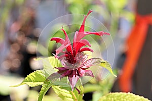 Closeup view of the red petals on a beebalm plant