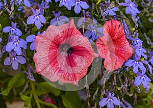 Closeup view of red petunias and purple lobelia in a  hanging basket in Saint Paul de Vence, Provence, France