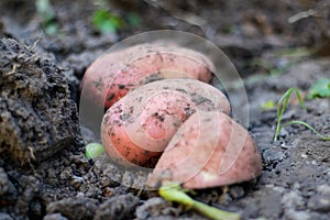 CLoseup view of red potatoes desiree on ground and soil. Organic vegetables. Farming and cultivation. Harvest and crop