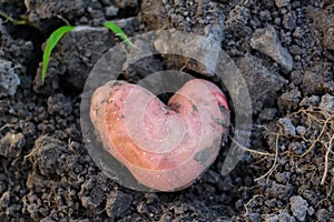 CLoseup view of red potatoes desiree heart shaped on ground and soil. Organic vegetables. Farming and cultivation