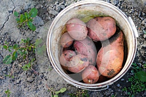 CLoseup view of red potatoes desiree in white bucket standing on ground and soil. Organic vegetables. Farming and