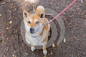 Closeup view of red Shiba Inu on leash