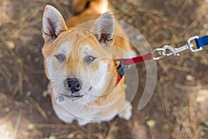 Closeup view of red Shiba Inu on leash