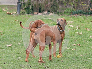 Closeup view of Rhodesian Ridgebacks in a park photo