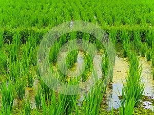 Closeup view on rice terraces Jatiluwih on Bali