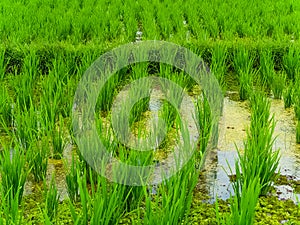 Closeup view on rice terraces Jatiluwih on Bali