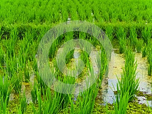 Closeup view on rice terraces Jatiluwih on Bali