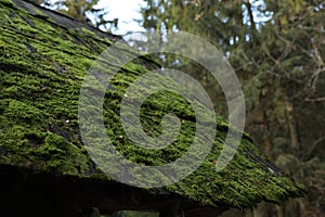 Closeup view of roof with green moss in forest